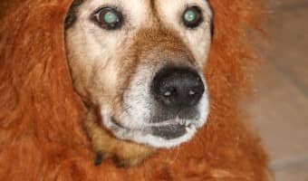 Looking for a great food for sensitive tummies that also supports your dog's immune system? Check out our Pinnacle Grain-Free Dog Food Review