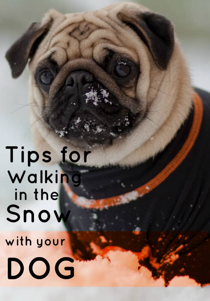 Tips for Walking in the Snow With Your Dog