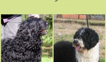 The Spanish Water Dog and The Portuguese Water Dog are quite similar breeds. Both the Spanish Water Dog and the PWD are hypoallergenic water retrievers.