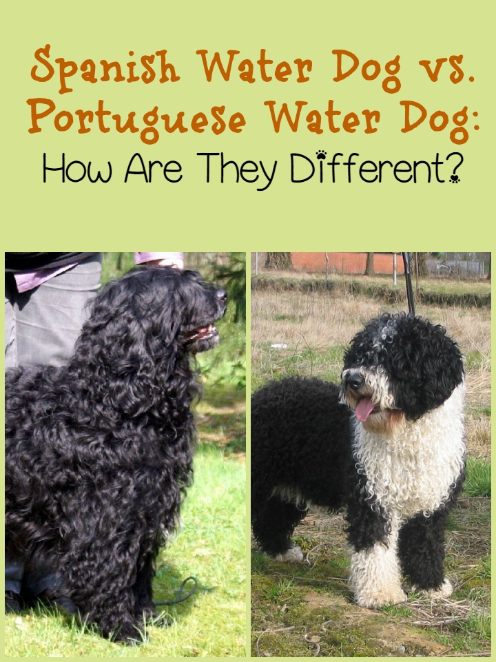 Spanish Water Dog vs. Portuguese Water Dog