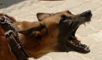 This list of the top 10 dog breeds that bite the most is based on reported cases. These top 10 dog breeds that bite the most are still generally good dogs.