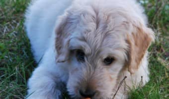 Wondering what makes for bad dog food choices and which ingredients to avoid? Check out our tips for what NOT to look for in a good dog food!
