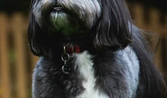 If you have asthma, just any hypoallergenic dog may not do to keep symptoms at bay. Check out our list of the four best breeds of dogs for asthmatics.