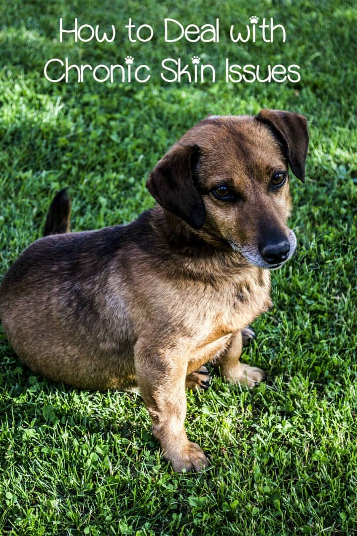 What Can I Do For My Dog For Chronic Itching What Can I Do For My Dog For Chronic Itching