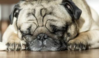Maintaining a healthy weight can be difficult in dogs that easily gain weight. With proper diet, maintaining a healthy weight is possible.