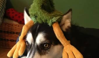 Love funny dog videos? How about dogs & babies? These 5 videos will have you ROTFL in no time! Check them out!