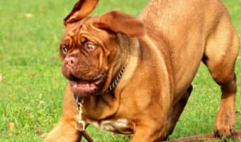 Need a good laugh? Check out these "funny dogs failing" videos and watch as these pups try- and fail- to do everyday things with epic style!