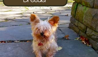 Our tips for finding reputable hypoallergenic dog breeders will help you bring home the best furry friend that's safe for your family's health! Learn more!