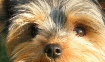 Looking for the best inside dogs for kids? These 5 canines don't mind hanging out indoors for most of the day, and they absolutely love the little ones!
