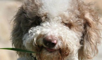 Lagotto Romagnolo breeders should be researched and vetted. The Lagotto Romagnolo is a happy healthy hypoallergenic dog, but proper breeding is key.