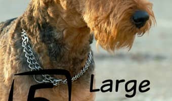 5 large dog breeds that don't shed