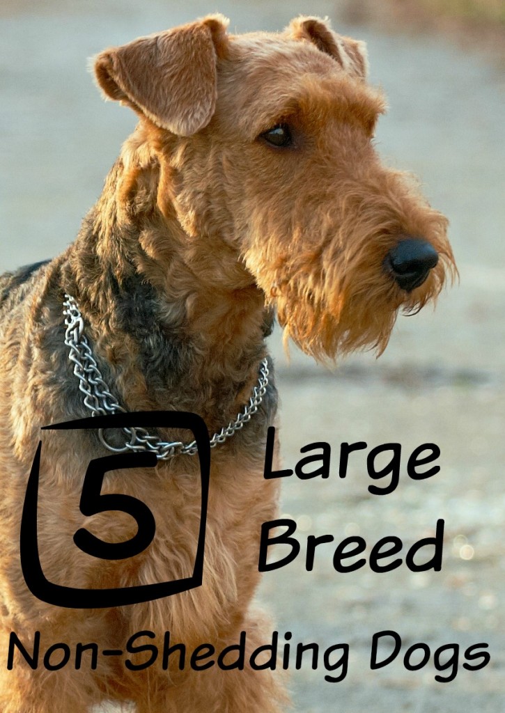 Large Dog Breeds That Don't Shed- DogVills