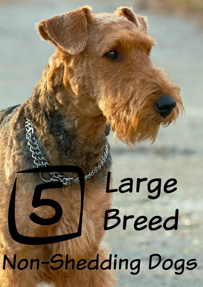 large dog breeds that don't shed- dogvills