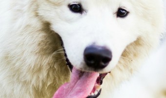 The Samoyed makes an excellent addition to any family. Its intelligence, loyalty, loving nature, and hypoallergenic coat make the Samoyed a great choice.