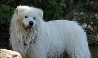 You have to approach Samoyed dog training a little different than with other dogs because of their high energy. Check out our Samoyed Dog training tips!