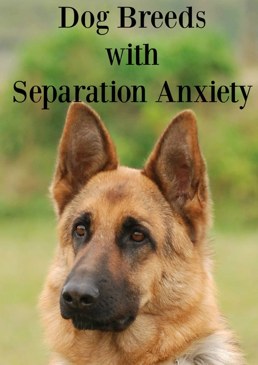 dogs with separation anxiety breeds