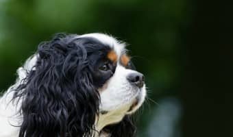 If you're looking for small dog breeds that don't bark much, you're in luck. There are some small dog breeds that don't bark much.
