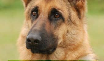 If you are on the search for the right therapy dog for your family, look no further! Check out our list of 7 awesome therapy dogs!