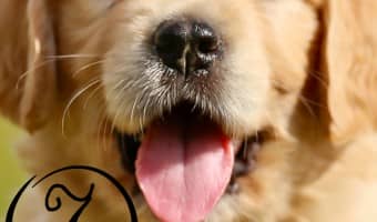 Puppies and toddlers are a great mix, if you get a breed that does well with young kids. If you're looking for the best puppies for toddlers, check out our picks!