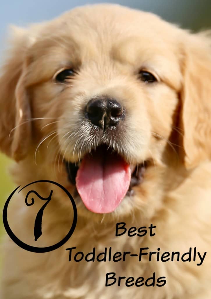 best child friendly dogs