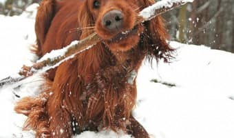 Don't let the chill keep you and Fido from staying fit! Embrace the season with these fun indoor and outdoor winter games for dogs! We think you'll have a blast too!