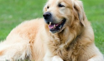 Are you constantly searching for a great list of the best dog bones for golden retrievers? You're in luck! Check out our list of the best picks!