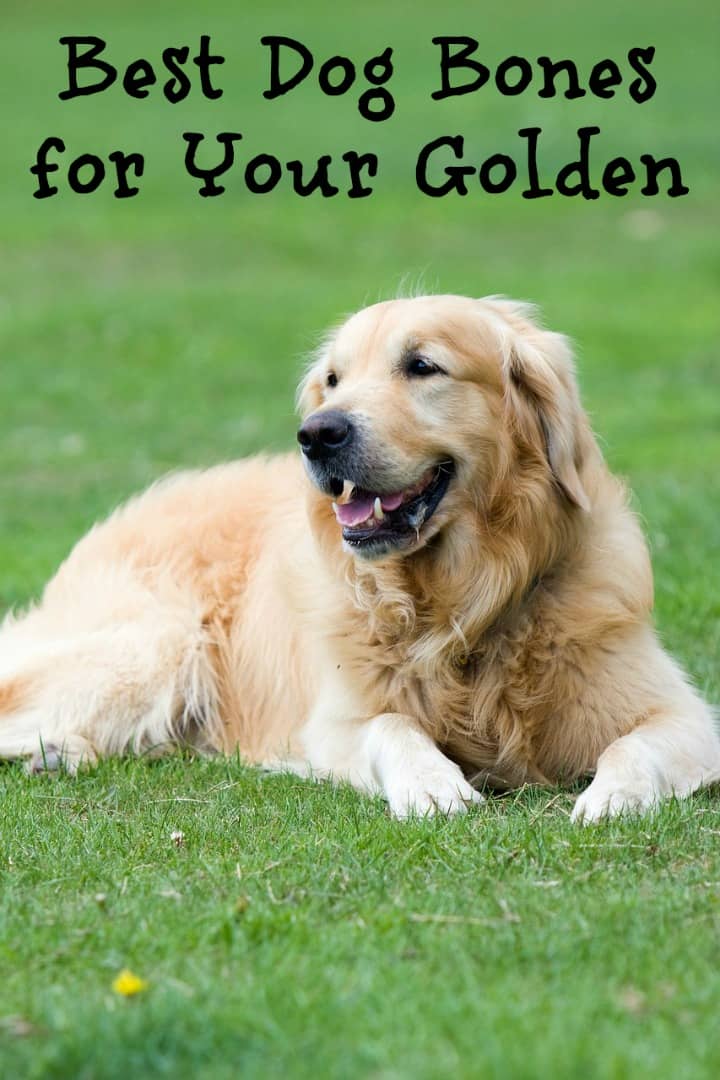 Best Dog Bones For Golden Retrievers Dogvills