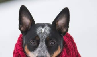 The cold weather is on its way, it is time to choose the best winter dog houses for your pooches to be out of the elements. Check out our tips!