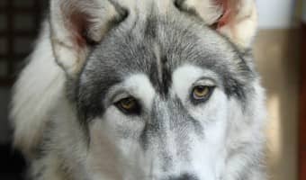 Talking dogs and cute animal videos are always popular on the internet. We love to watch dogs talking as much as you! We’ve rounded up some of our favorite talking dog videos.