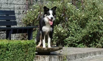 Wondering how to give your dog a bath outside without ending up face down in the mud? Check out our tips for getting Rover squeaky clean outdoors!