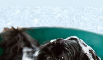 Bathing your pooch can be a challenge, especially with the large breeds. Check out our dog washing tips for a shiny happy pooch & a relatively dry you!