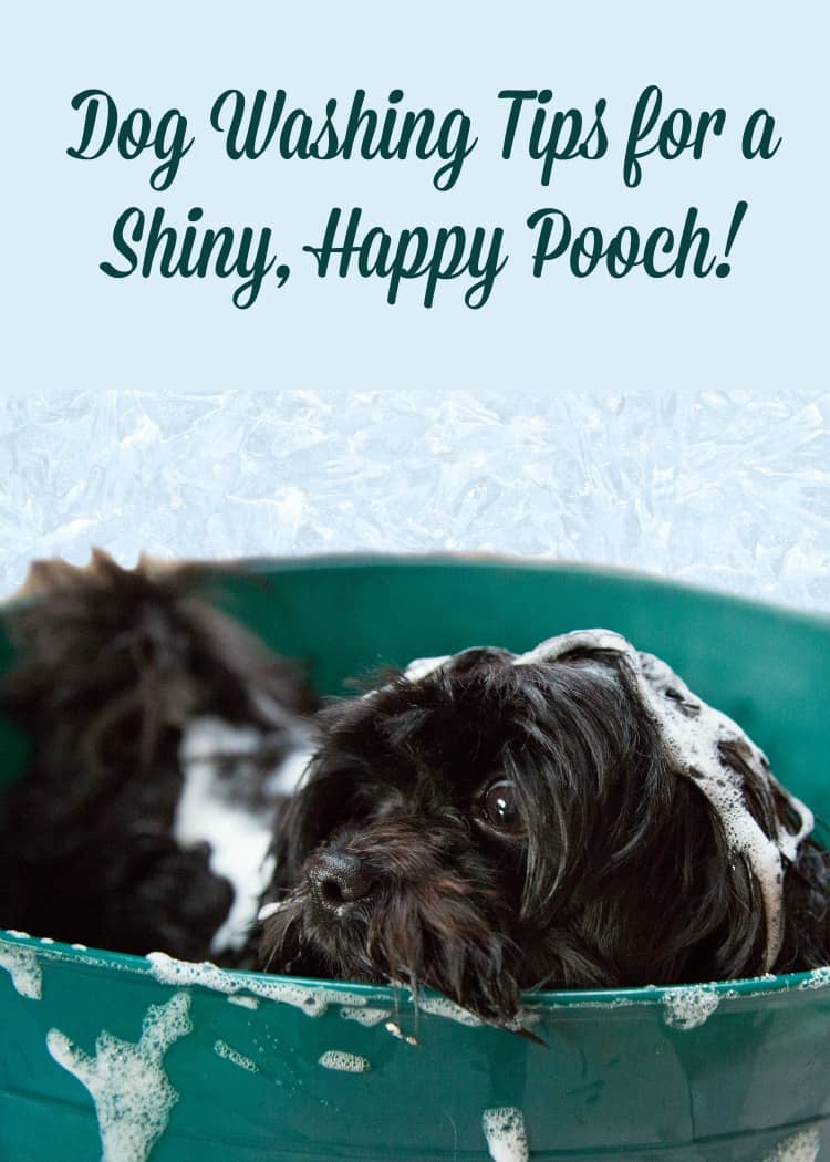 Dog Washing Tips for a Shiny, Happy Pooch