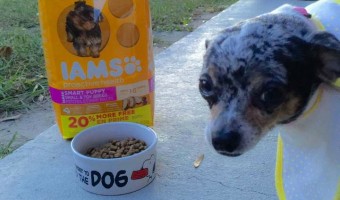Join Lola on an adventure to hunt down her favorite food, IAMS Proactive Health, and discover why I'm always happy to give it to her!