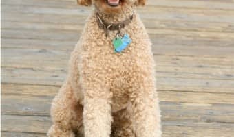 The Lagotto Romagnolo and Labradoodle make excellent family dogs. While the Lagottoa Romagnolo and Labradoodle are great companions, they are different.