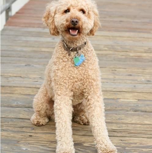 5 Best Large Dog Breeds For Families With Kids 5 Best Large Dog Breeds For Families With Kids