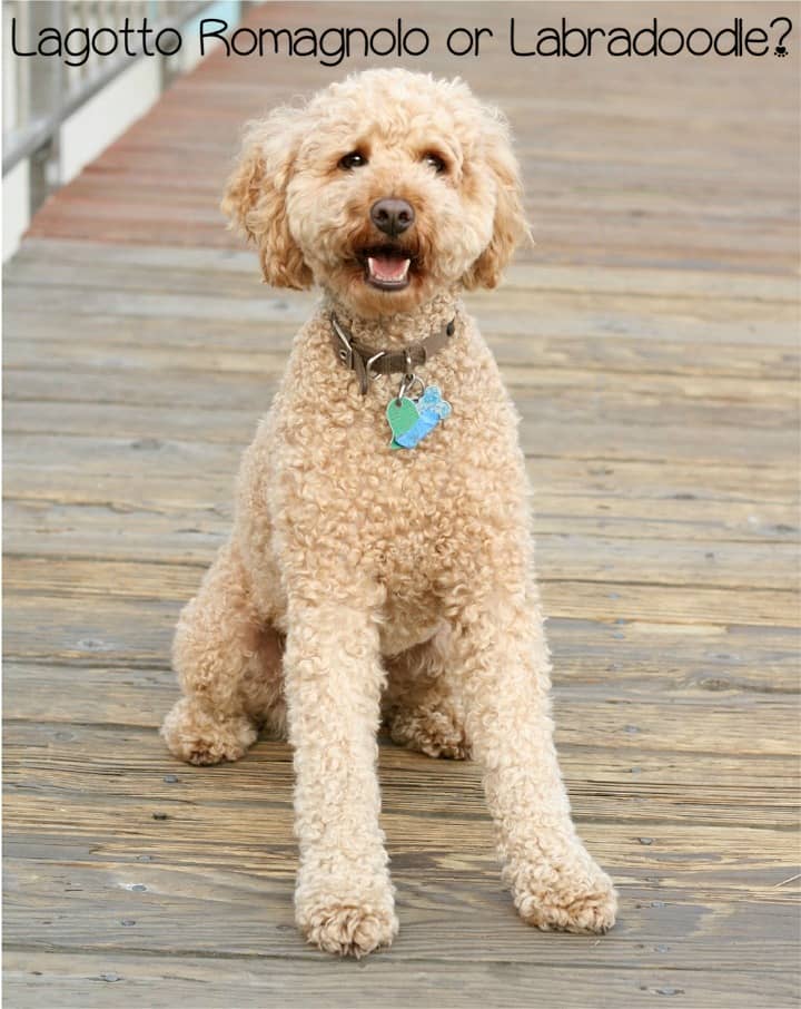 lagotto poodle mix