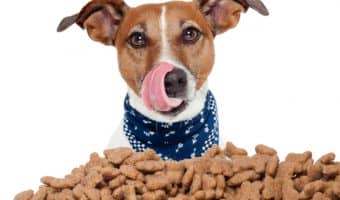 Keep your pup's chow tucked away in style with these classy yet practical wooden dog food storage containers! Check them out & pick your favorite!