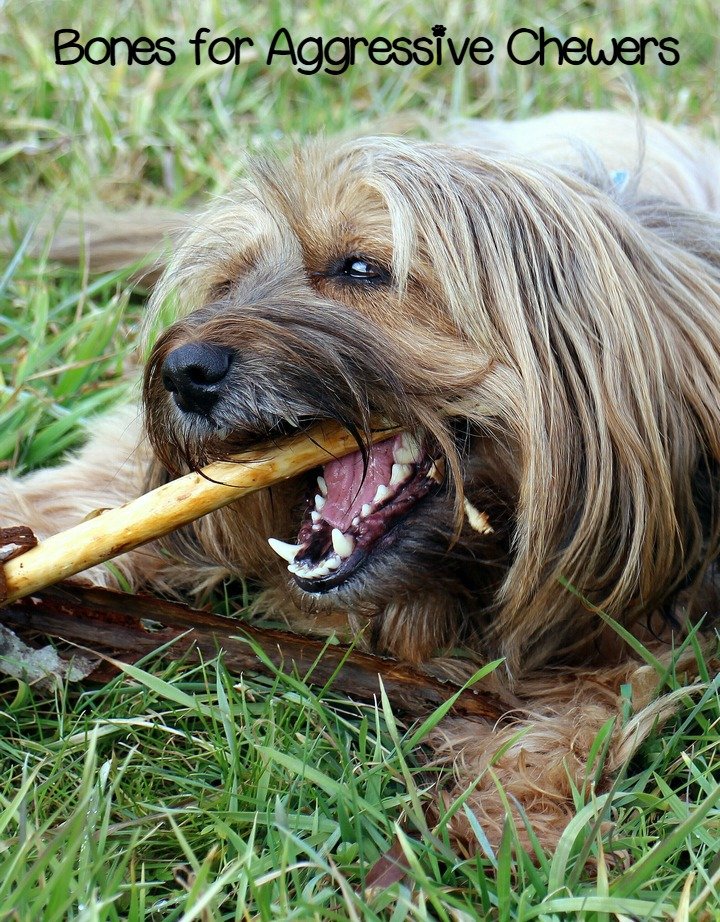 best dog bones for aggressive chewers