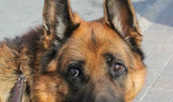 Looking for the best chew toys & bones for German Shepherds? Check out our top picks!