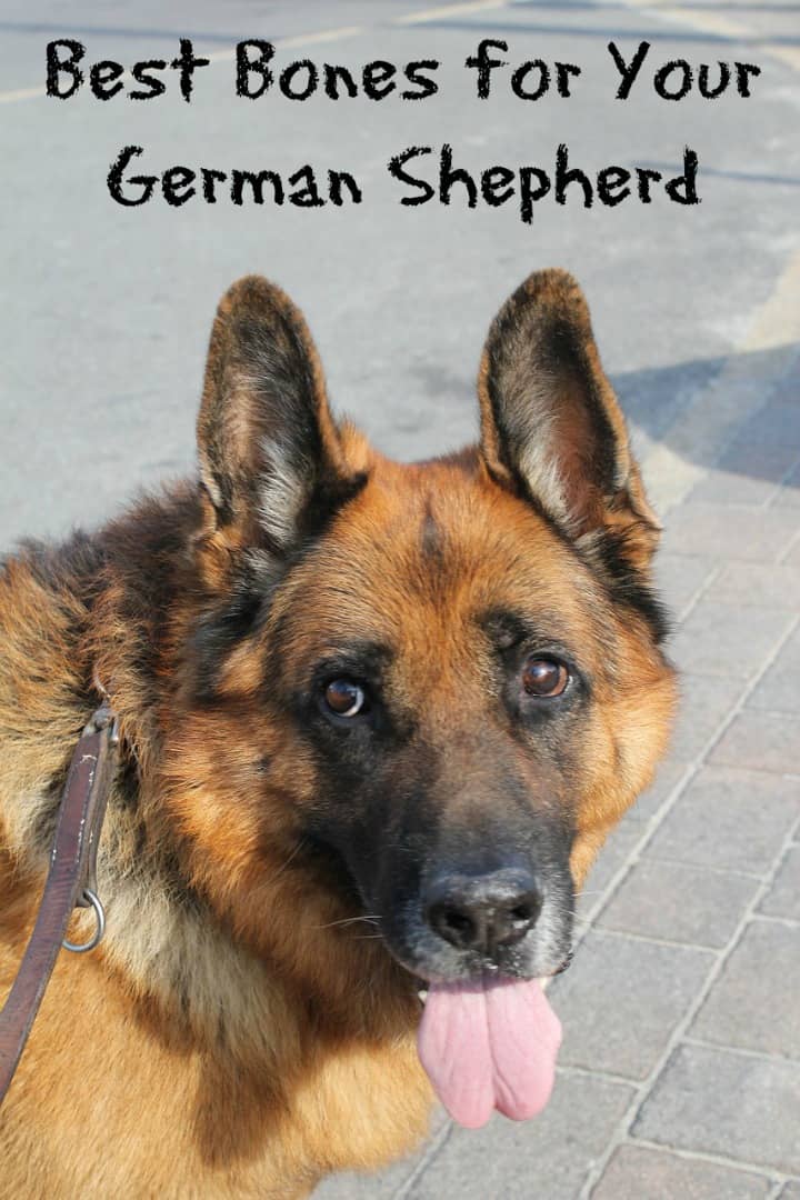 Best Bones for German Shepherds