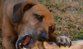 Got an aggressive chewer? Check out our guide for finding the best big dog bones for sale that are both safe and fun to chew for your canine best friend!