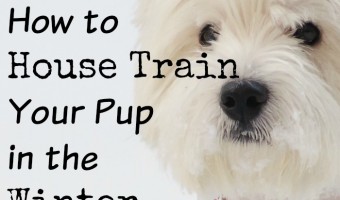 Learning how to house train your pup in the winter months might seem like an extra challenge, but it doesn’t have to be.