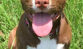 Are you bored with the same old games to play with your pit bull? Check out our fun games here! You'll both love bonding while working out your energy!