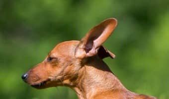 Small dogs can easily be injured by well-meaning kids. Read these tips for keeping your small dog safe around your kids.