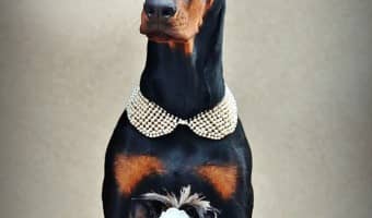 Feeding dogs of two very different sizes doesn't have to be a nightmare. Check out our tips for feeding them BOTH a healthy diet!