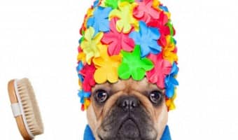 One of the best investments you can make for both you and your pet is by purchasing the right bathing supplies. Check out our guide to dog shower kits!