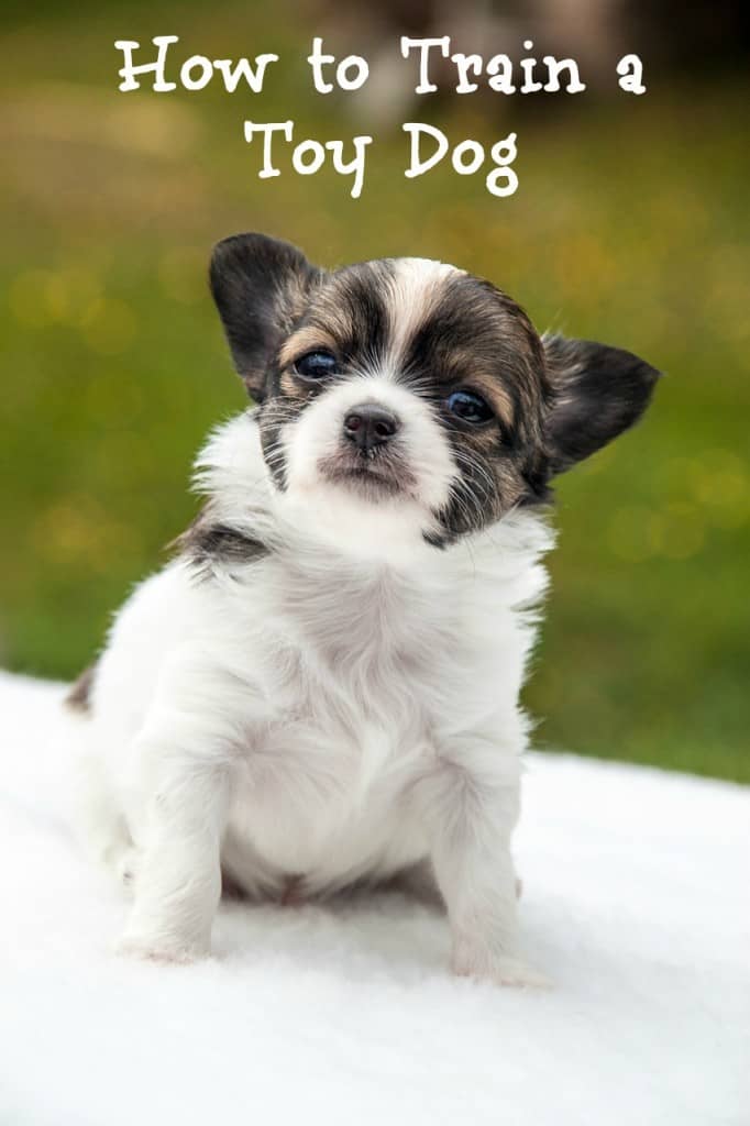 If you want to know how to train a toy dog, you've come to the right place. There's no secret way on how to train a toy dog. You just need consistency.