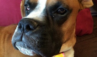 Leash training a boxer puppy can be difficult. The breed is highly energetic and can be very goofy. It takes patience! Check out our tips to make it happen!