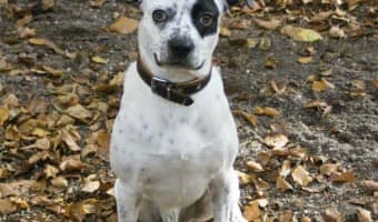 Skin irritation can be a beast to handle in dogs. Mites can make skin irritation worse, so here are tips to keep mites to a minimum in your home.
