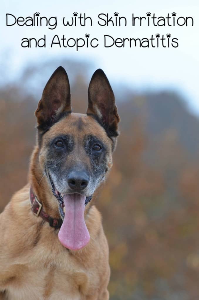 How to Deal with Skin Irritation and Atopic Dermatitis in Your Dog
